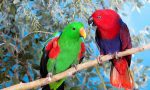 Eclectus-Parrot-header