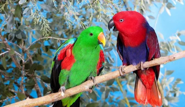 Eclectus-Parrot-header