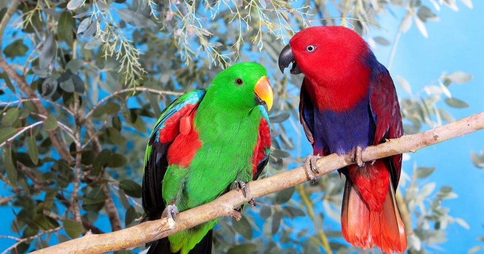 Eclectus-Parrot-header