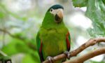 cuce-macaw