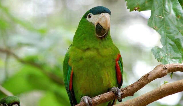 cuce-macaw