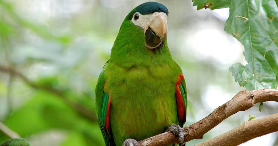 cuce-macaw