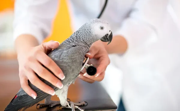 depositphotos_80886940-stock-photo-examination-of-sick-parrot-with