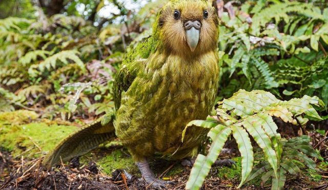 kakapo-1