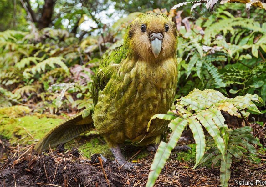 Kakapo Papağanları