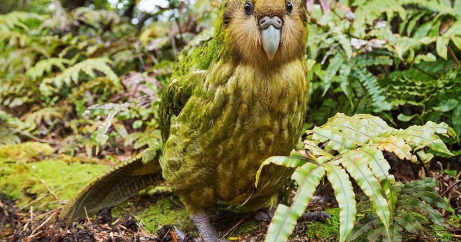 kakapo-1