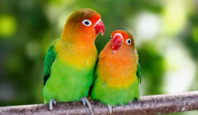 lovebirds-497303431