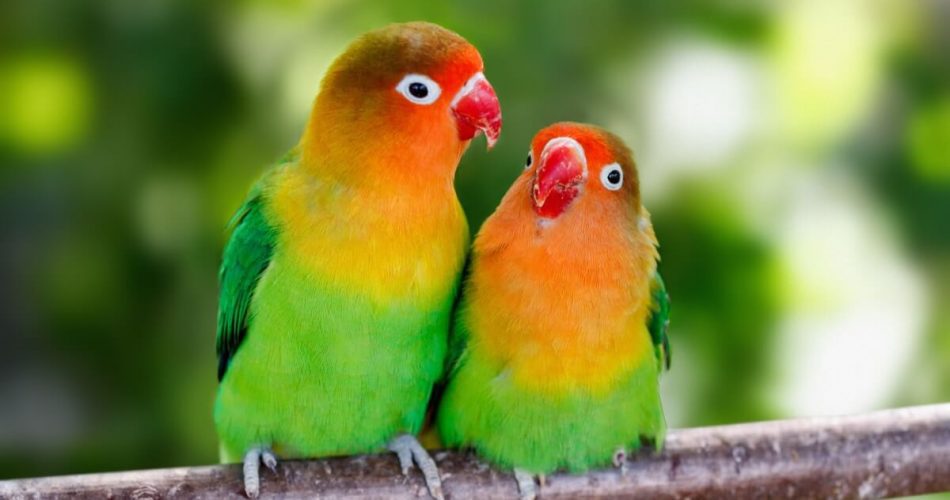 lovebirds-497303431