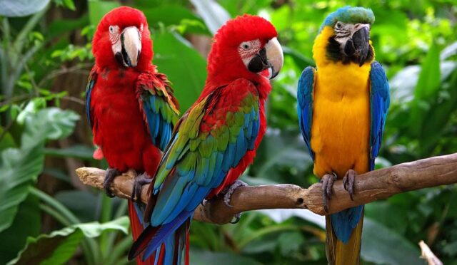 papaganlarin-cinsleri-ve-ozellikleri-nelerdir