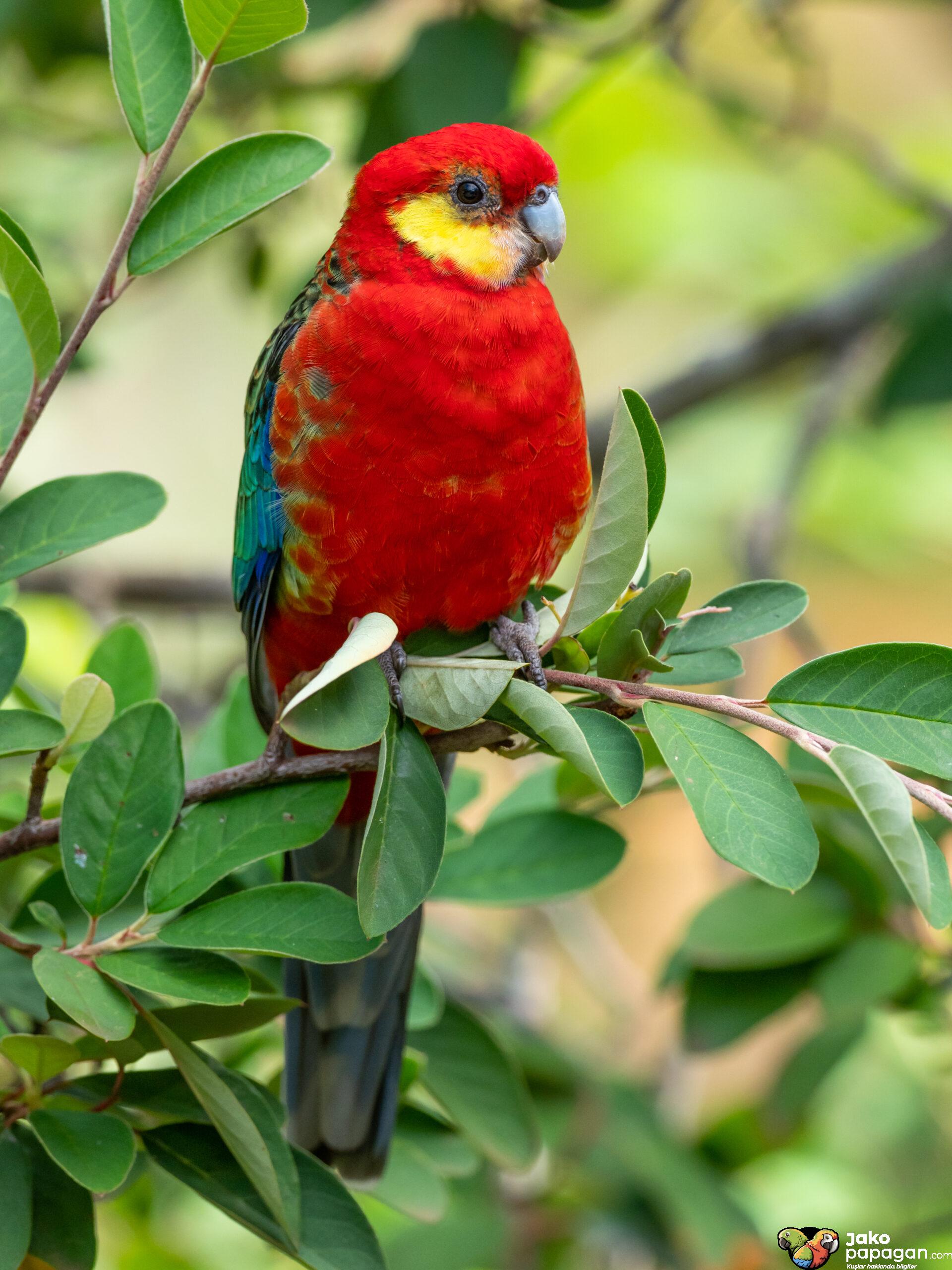 rosella-papa-an-zellikleri-ve-bak-m-jako-papa-an