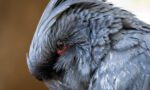 Grey Cockatoo (Cacatuidae)