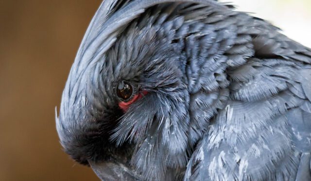 Grey Cockatoo (Cacatuidae)