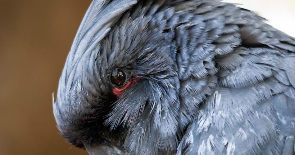 Grey Cockatoo (Cacatuidae)