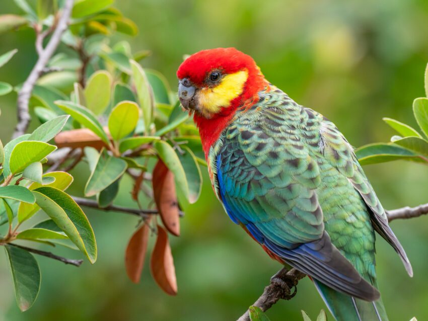 Rosella Papağanı Özellikleri ve Bakımı