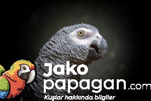 Jako Papağan Eğitimi