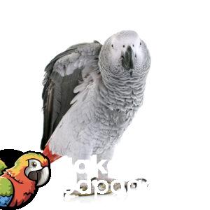 Papağan Egzersiz