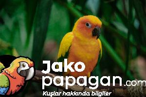 Papapağan Üreme Hastalıkları