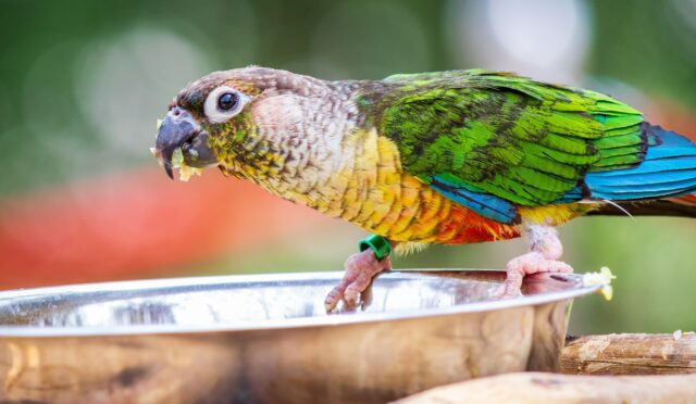 Papağan bakımı - Papağan için Zararlı Besinler