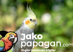 Sultan Papağanı
