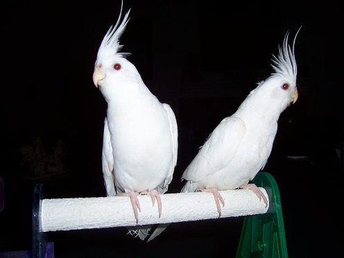 albino sultan papağanı