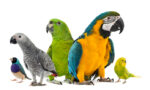 En Popüler Papapağan Türleri