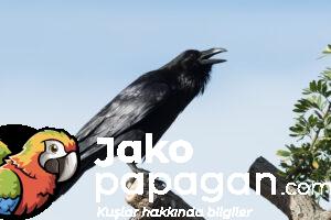 jakopapagankargalar1