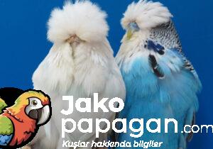 showjumbo-muhabbet-kuslari