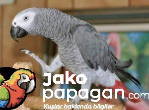 Jako-Papağanı
