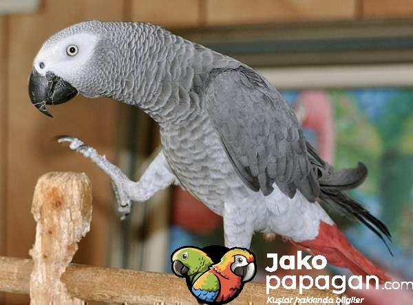 Jako Papağanlar Hakkında Bilmeniz Gereken 14 Şey